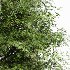 AV Metasequoia glyptostroboides and Birch 3 trees - Thumbnail 4