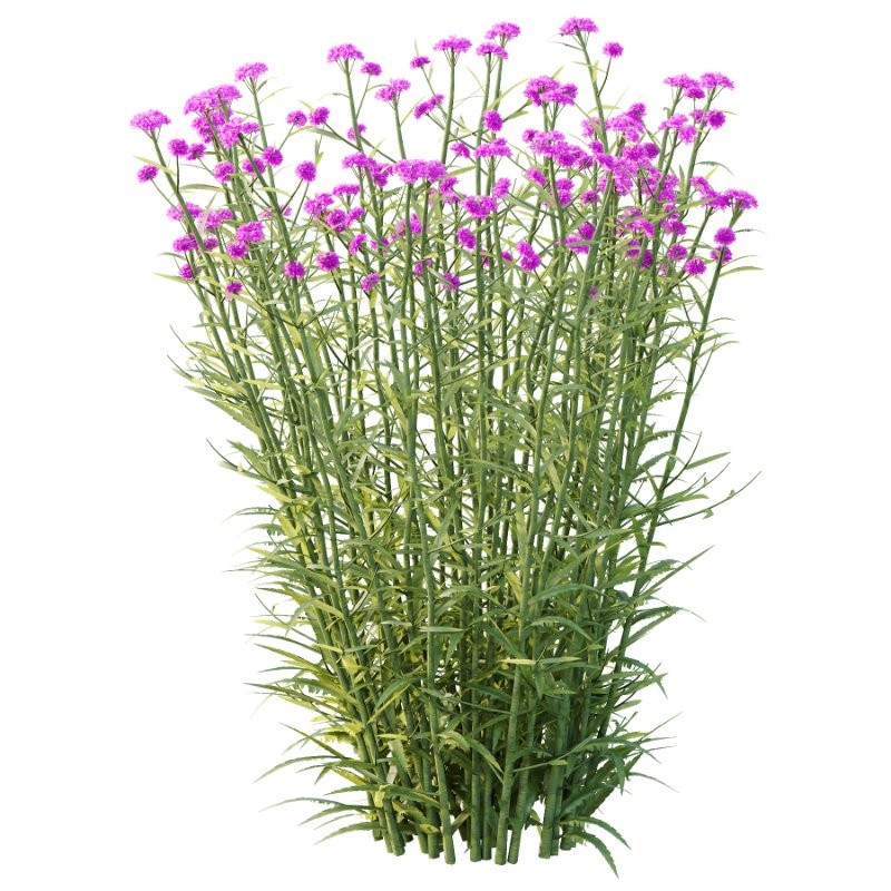 Verbena Bonariensis Plant 01 - Image 2