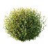 Spirea Japanese Bushes 04 - Thumbnail 3