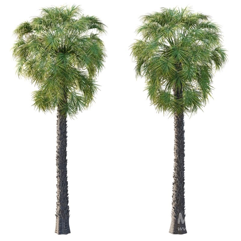 Washingtonia Robusta Palm Tree 02 - Image 2
