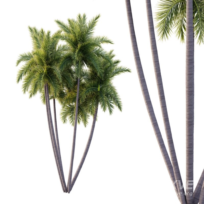 Roystonea Regia Tree 07 - Image 3