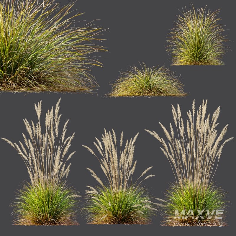 ntal grass set. Featuring the iconic Calamagrostis Acutiflora ‘Karl Foerster’—known for its tall, upright plumes—and the soft, arching forms of Stipa Arundinacea (Anemanthele Lessoniana), this collection captures the subtle beauty and dynamic movement of real-world meadow vegetation. - Image 6