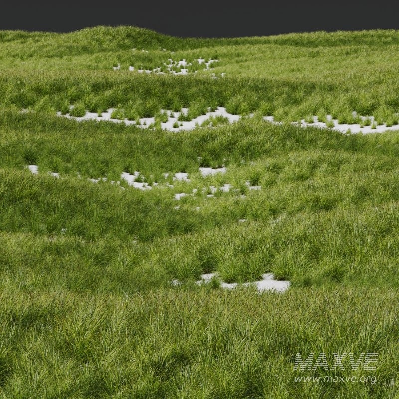 ntal grass set featuring Molinia Caerulea ‘Heidebraut’ (Kleines Pfeifengras) and Carex Elata ‘Aurea’. This combination blends the tall, upright flowering stems of Molinia with the dense, arching, golden-green foliage of Carex, creating a balanced and visually rich planting that works beautifully in contemporary gardens, parks, naturalistic landscapes, and architectural visualizations. - Image 9