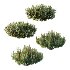 Diffrent Bush 02 Pinus Mugo Frutices Fortescue Euonymus - Thumbnail 1