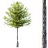 Diffrent Tilia platyphyllos Tree 003 - Thumbnail 2