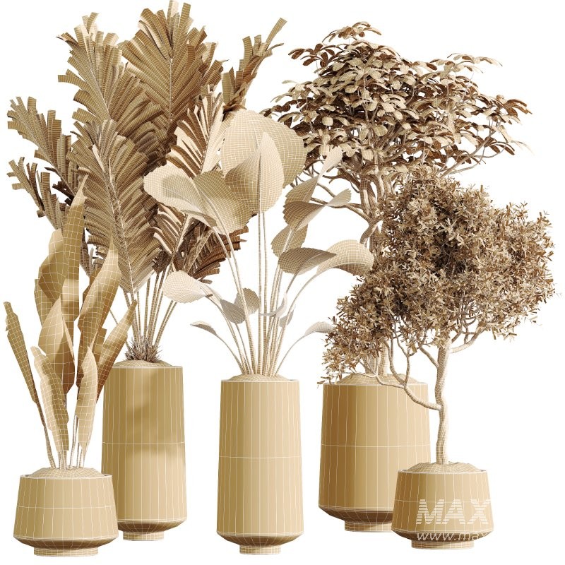 AV Indoor Plants Set 427 Olive Banana Palm Aspidistra - Image 8