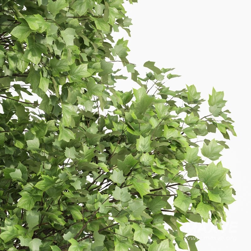 ntal presence that enhances high-end gardens, villa courtyards, and green residential spaces. - Image 2