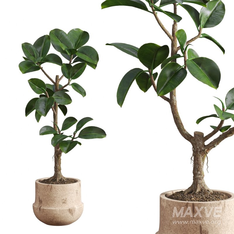 Ficus Elastica Plant Clay Stone Pot - Image 5