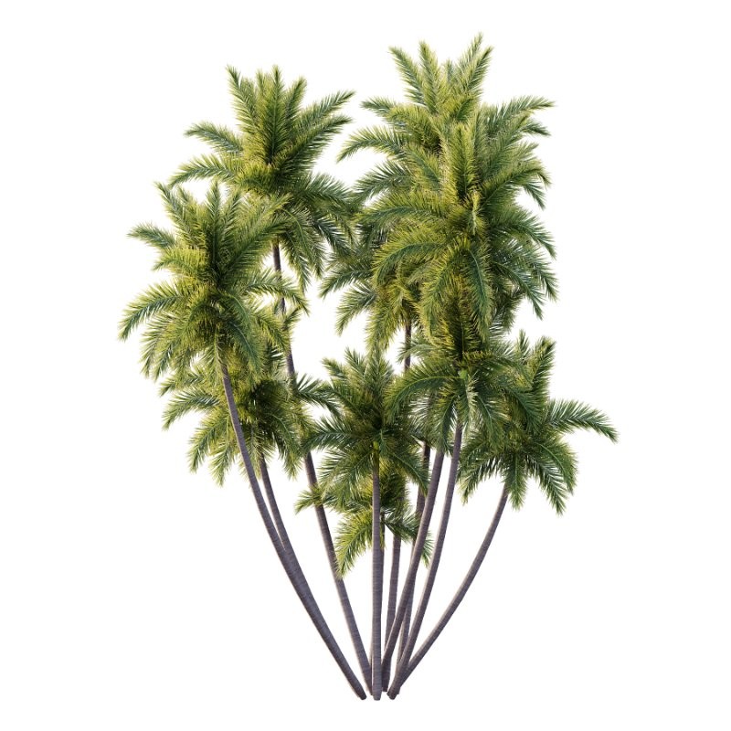 Roystonea Regia Tree 08 - Image 2