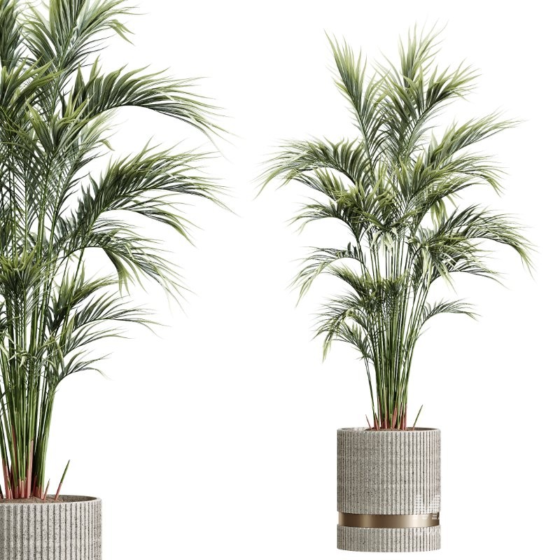 AV Indoor Plants Set 436 Ficus lyrata Areca Cat Reed Palm Ficus Elastica Olive tree Ficus macrocarpa - Image 1