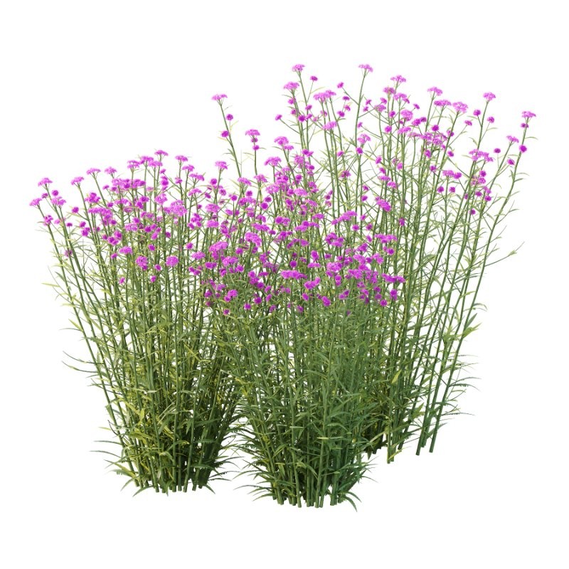 Verbena Bonariensis Plant 01 - Image 1