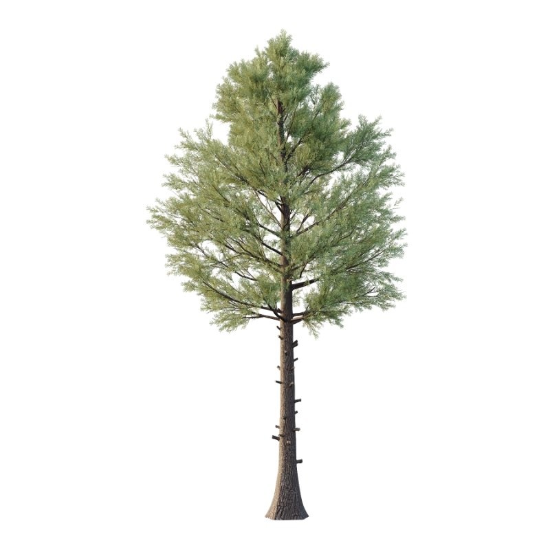 Eastern Red Cedar 02 - Image 2