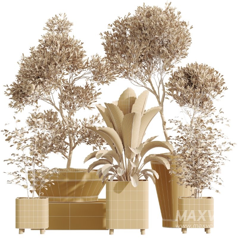 AV Indoor Plants Set 420 Alnus Glutinosa Alder and Arbequina Olive and Banana Strelitzia Nicolai - Image 6