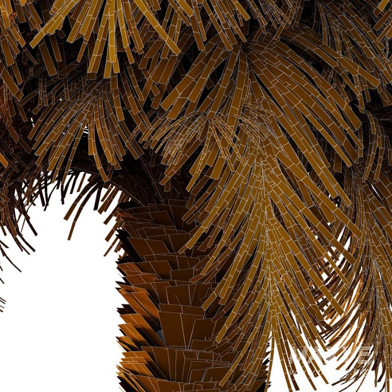 Phoenix roebelenii Palm Trees 02 - Image 5