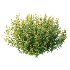 Spirea Japanese Bushes 05 - Thumbnail 6
