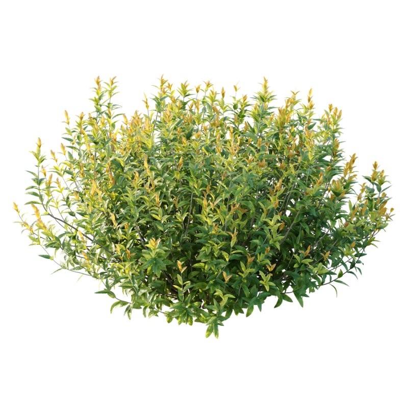 Spirea Japanese Bushes 05 - Image 6