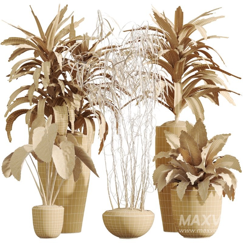 AV Indoor Plants Set 425 Spathiphyllum Wallisii Warneckii Lemon Ficus Marginata Cunjevoi Alocasia - Image 5