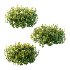 Spirea Japanese Bushes 02 - Thumbnail 5