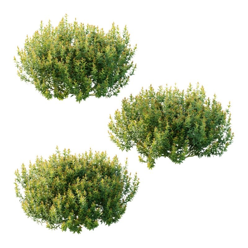 Spirea Japanese Bushes 02 - Image 5