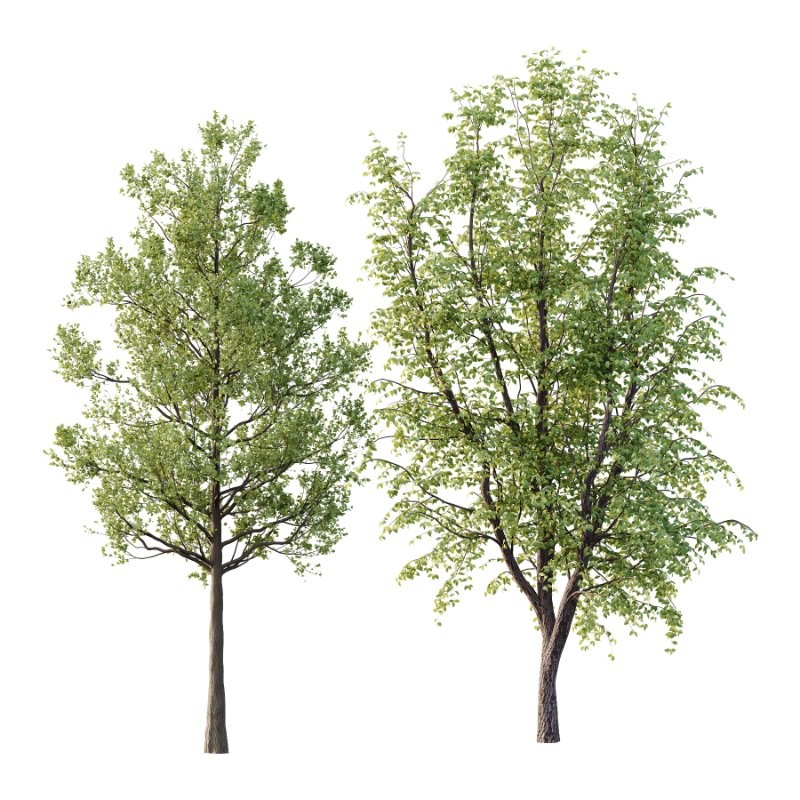 Diffrent Tilia platyphyllos Tree 002 - Image 1