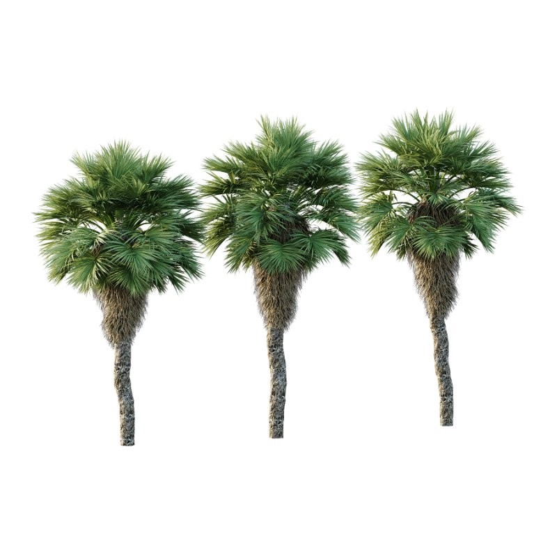 Chinese Fan Palm Tree 01 - Image 3