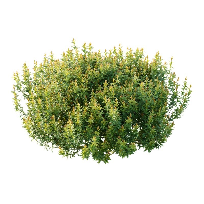 Spirea Japanese Bushes 02 - Image 3