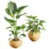 Faux Banana Syngonium in Terracotta Pots - Thumbnail 4