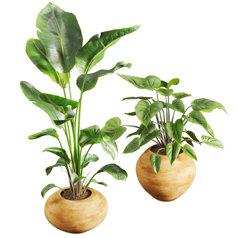 Faux Banana Syngonium in Terracotta Pots - Image 4