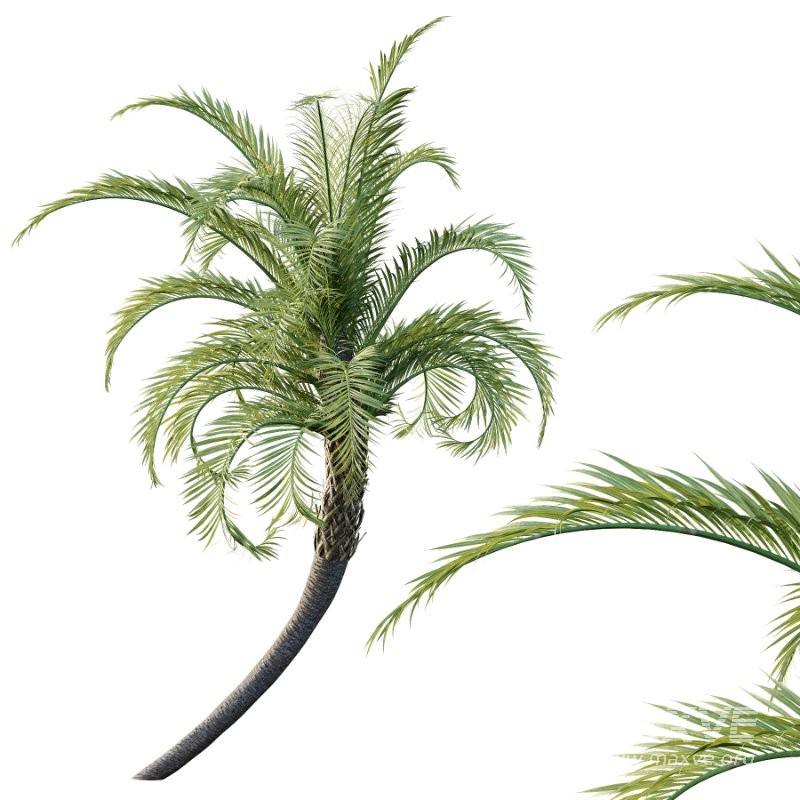 Curly Palm Tree 01 - Image 4