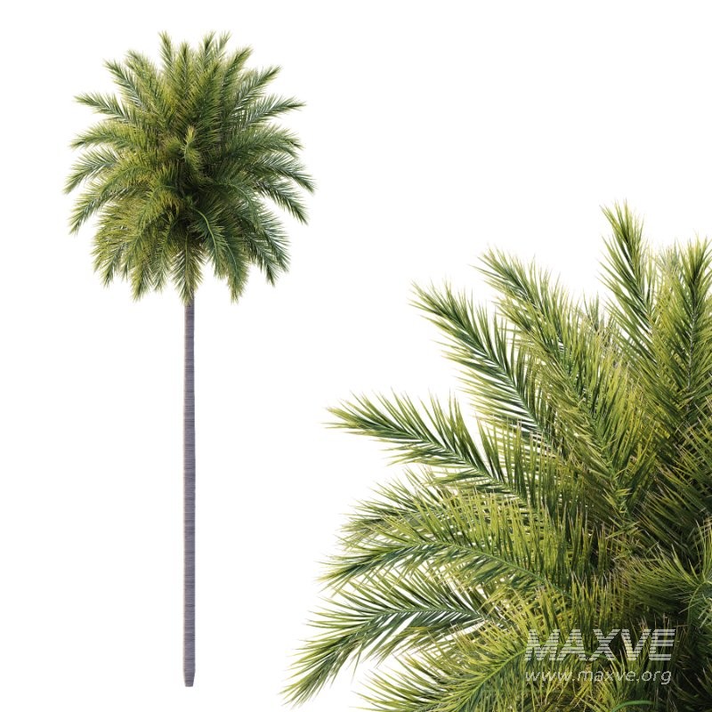 Roystonea Regia Tree 09 - Image 2