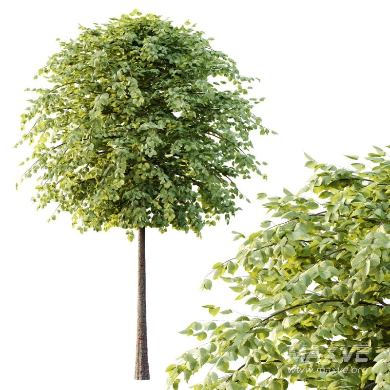 Diffrent Tilia platyphyllos Tree 003 Image 5