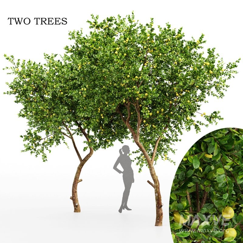 ntal form of the Joy Perfume Tree (Michelia Champaca). Together, they create a rich botanical set ideal for villa courtyards, elegant garden pathways, residential landscapes, and any architectural scene that benefits from natural depth and layered greenery. - Image 5
