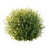 Spirea Japanese Bushes 04 - Thumbnail 1