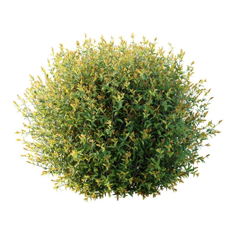 Spirea Japanese Bushes 04 - Image 1