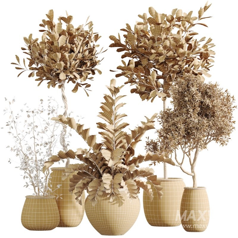 AV Indoor Plants Set 417 Olive Tree and Ficus microcarpa and Zamioculcas Zamiifolia and Ficus Marginata - Image 6