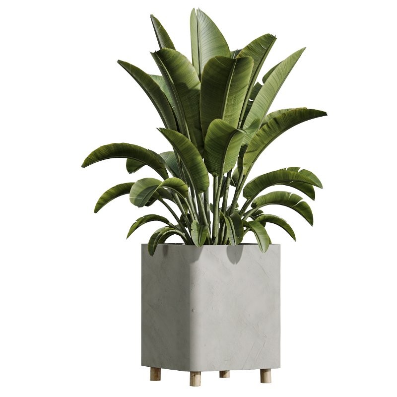 AV Indoor Plants Set 420 Alnus Glutinosa Alder and Arbequina Olive and Banana Strelitzia Nicolai - Image 8