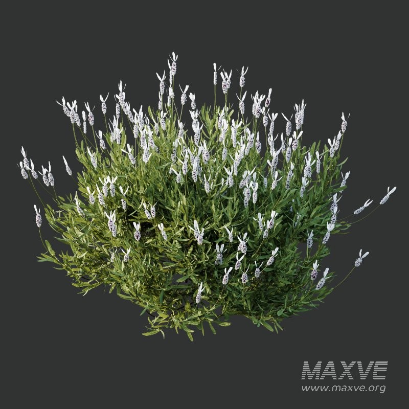 AV Flowering shrubs Lavandula Pedunculata and Ligustrum Ovalifolium Argenteum Aureum - Image 5