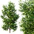 AV Black locust and Canadian Poplar 2 Trees - Thumbnail 2