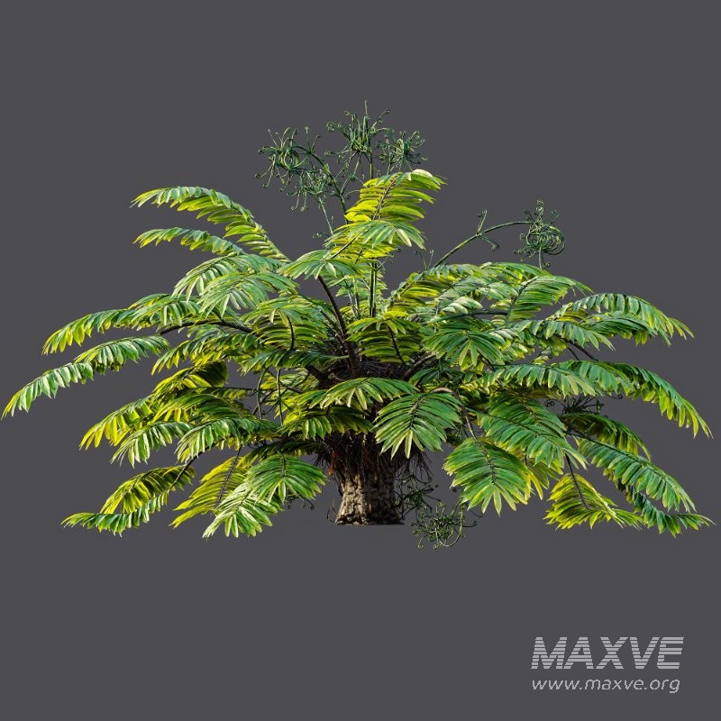 AV Angiopteris Fokiensis Fern Forest and Rhapis Excelsa - Image 5