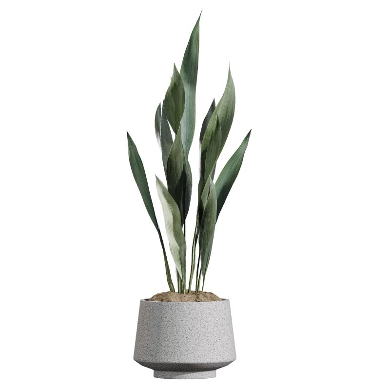 AV Indoor Plants Set 427 Olive Banana Palm Aspidistra - Image 5