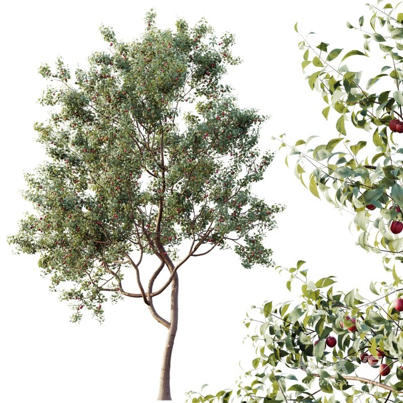 AV Plants Cerasus Pseudocerasus Cherry Version02 - Image 3