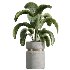 AV HousePlants set 419 Ficus Marginata and Japandi Minimalism and Banana Nicolai and Ficus lyrate - Thumbnail 4