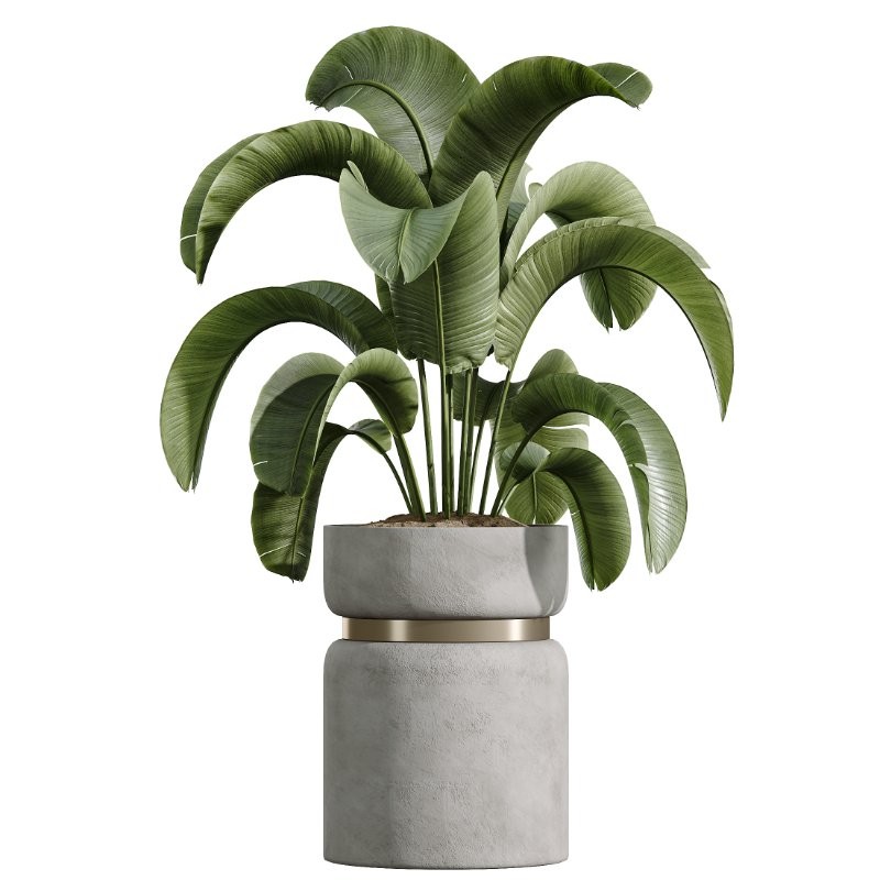 AV HousePlants set 419 Ficus Marginata and Japandi Minimalism and Banana Nicolai and Ficus lyrate - Image 4