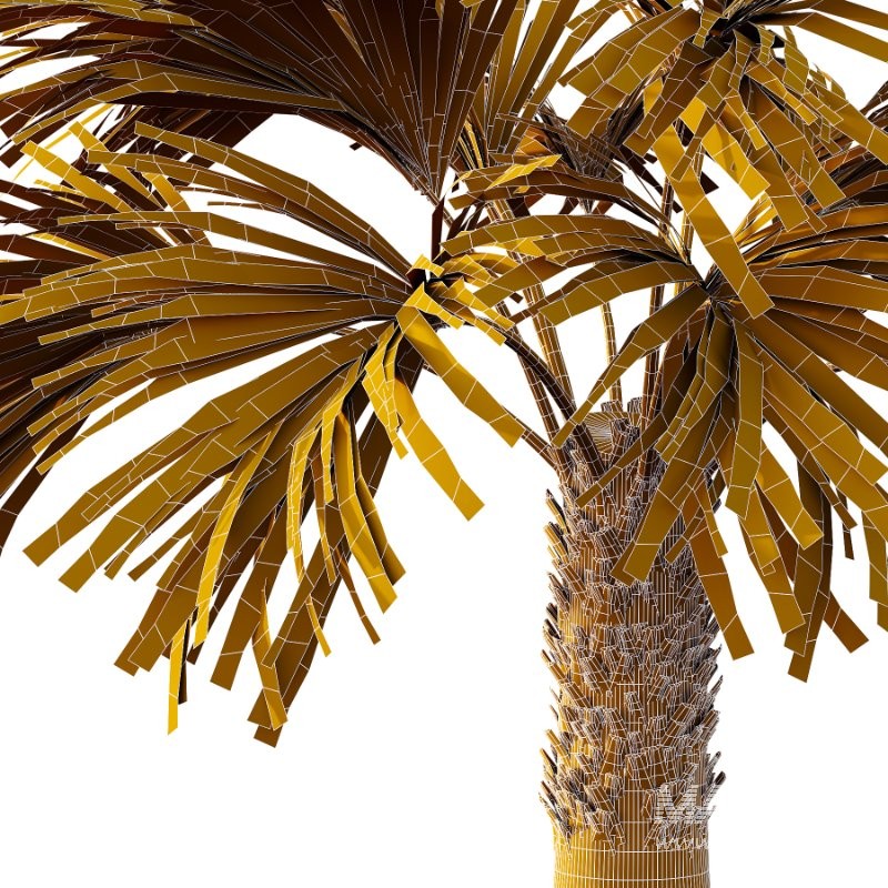 Washingtonia Robusta Palm Tree 04 - Image 7