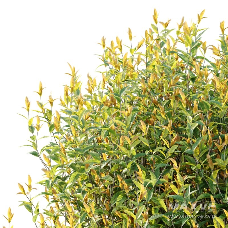 Spirea Japanese Bushes 04 - Image 6