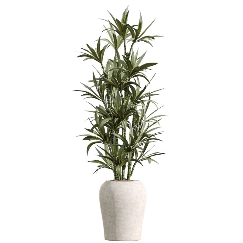 AV Indoor Plants Set 426 Ficus Fig Warneckii Sansevieria Orange - Image 1