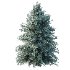 Blue Spruce Tree 01 - Thumbnail 3