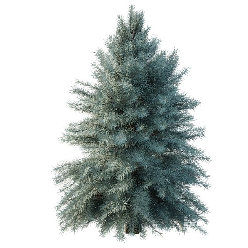 Blue Spruce Tree 01 - Image 3