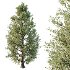 Eastern Red Cedar 02 - Thumbnail 5