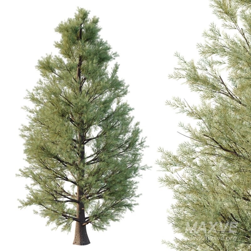 Eastern Red Cedar 02 - Image 5